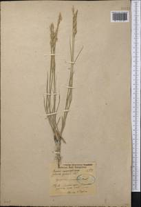 Leymus ramosus (K.Richt.) Tzvelev, Middle Asia, Caspian Ustyurt & Northern Aralia (M8) (Kazakhstan)