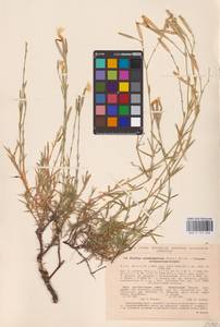 Dianthus arenarius L., Eastern Europe, North Ukrainian region (E11) (Ukraine)