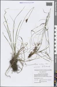Carex umbrosa Host, Eastern Europe, Central region (E4) (Russia)