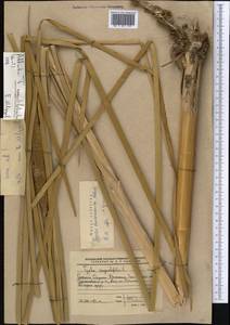 Typha angustifolia L., Middle Asia, Caspian Ustyurt & Northern Aralia (M8) (Kazakhstan)