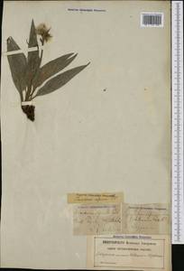 Saussurea alpina (L.) DC., Western Europe (EUR) (Sweden)