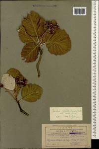 Aria stankovii (Juz.) Sennikov & Kurtto, Caucasus, Armenia (K5) (Armenia)