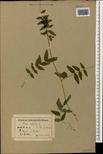 Vicia sepium L., Caucasus, Azerbaijan (K6) (Azerbaijan)
