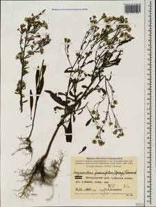 Symphyotrichum graminifolium (Spreng.) G. L. Nesom, Caucasus, Krasnodar Krai & Adygea (K1a) (Russia)