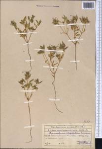 Chamaesphacos ilicifolius Schrenk, Middle Asia, Muyunkumy, Balkhash & Betpak-Dala (M9) (Kazakhstan)
