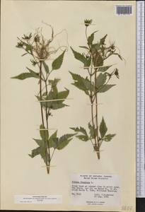 Bidens frondosa L., America (AMER) (Canada)