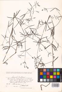 Galium tinctorium L., Eastern Europe, Central region (E4) (Russia)