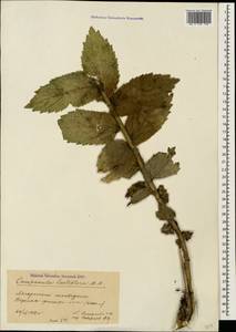 Campanula lactiflora M.Bieb., Caucasus, Georgia (K4) (Georgia)