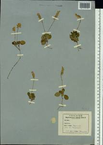 Orthilia secunda (L.) House, Siberia, Yakutia (S5) (Russia)