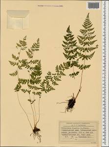 Cystopteris fragilis (L.) Bernh., Caucasus, Stavropol Krai, Karachay-Cherkessia & Kabardino-Balkaria (K1b) (Russia)