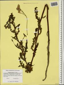 Cirsium arvense, Caucasus, Azerbaijan (K6) (Azerbaijan)