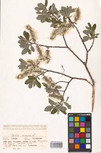 Salix cinerea L., Eastern Europe, Middle Volga region (E8) (Russia)