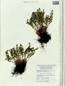 Woodsia ilvensis (L.) R. Br., Eastern Europe, Northern region (E1) (Russia)