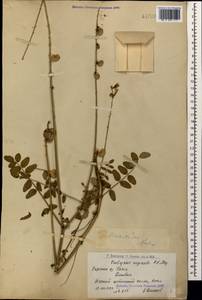 Onobrychis radiata (Desf.)M.Bieb., Caucasus, Armenia (K5) (Armenia)