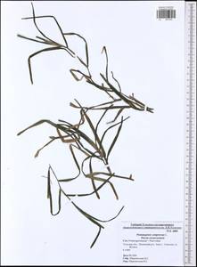 Potamogeton compressus L., Eastern Europe, Central region (E4) (Russia)