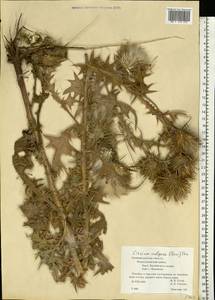 Cirsium vulgare (Savi) Ten., Eastern Europe, North-Western region (E2) (Russia)