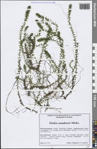 Elodea canadensis Michx., Siberia, Baikal & Transbaikal region (S4) (Russia)