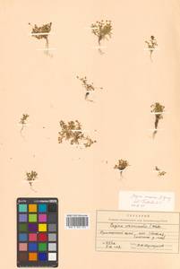 Sagina maxima subsp. crassicaulis (S. Watson) G. E. Crow, Siberia, Russian Far East (S6) (Russia)