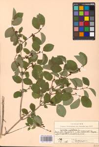 Lonicera xylosteum L., Eastern Europe, Moscow region (E4a) (Russia)