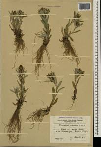 Omalotheca caucasica (Sommier & Levier) Czerep., Caucasus, South Ossetia (K4b) (South Ossetia)