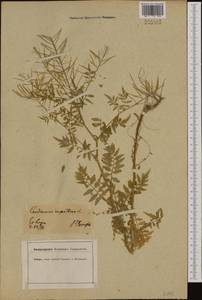 Cardamine impatiens L., Western Europe (EUR) (Germany)