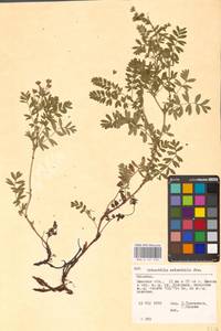 Sibbaldianthe orientalis (Soják) Mosyakin & Shiyan, Eastern Europe, Belarus (E3a) (Belarus)