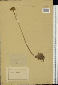 Pseudosedum lievenii (Ledeb.) A. Berger, Eastern Europe, Eastern region (E10) (Russia)
