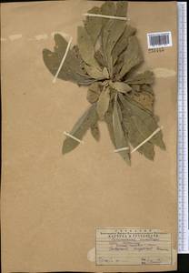 Verbascum songaricum Schrenk, Middle Asia, Western Tian Shan & Karatau (M3) (Kazakhstan)