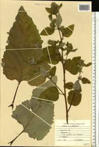 Arctium minus (Hill) Bernh., Eastern Europe, Central region (E4) (Russia)