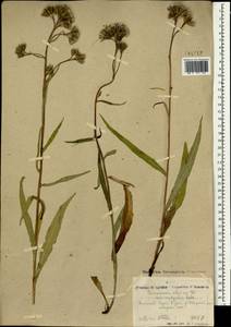 Saussurea alpina (L.) DC., Mongolia (MONG) (Mongolia)