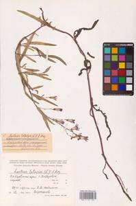 Lactuca tatarica (L.) C.A.Mey., Siberia, Russian Far East (S6) (Russia)