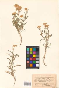 Achillea micrantha Willd., Middle Asia, Caspian Ustyurt & Northern Aralia (M8) (Kazakhstan)