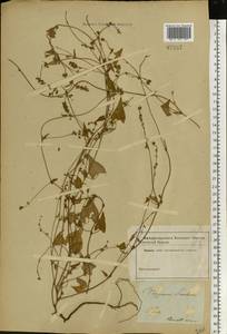 Fallopia convolvulus (L.) Á. Löve, Eastern Europe, North-Western region (E2) (Russia)