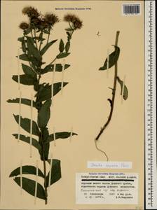 Pentanema salicinum subsp. asperum (Poir.) Mosyakin, Caucasus, North Ossetia, Ingushetia & Chechnya (K1c) (Russia)