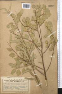 Populus euphratica Olivier, Middle Asia, Caspian Ustyurt & Northern Aralia (M8) (Kazakhstan)