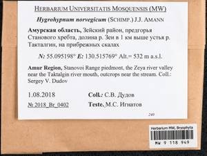 Platyhypnum norvegicum (Schimp.) Ochyra, Bryophytes, Bryophytes - Russian Far East (excl. Chukotka & Kamchatka) (B20) (Russia)