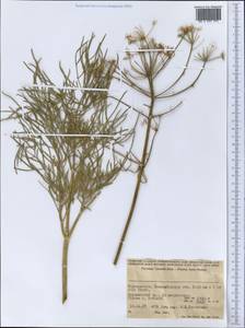 Apiaceae, Middle Asia, Western Tian Shan & Karatau (M3) (Tajikistan)