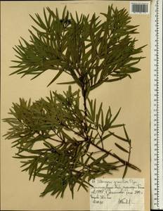 Afrocarpus gracilior (Pilg.) C. N. Page, Africa (AFR) (Ethiopia)