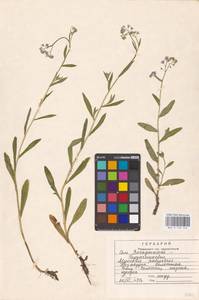 MHA 0 153 346, Myosotis scorpioides L., Eastern Europe, Central region (E4) (Russia)