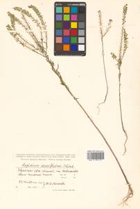 Lepidium densiflorum Schrad., Siberia, Russian Far East (S6) (Russia)