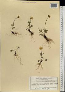 Ranunculus sulphureus Sol., Siberia, Central Siberia (S3) (Russia)