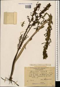 Pedicularis wilhelmsiana Fisch. ex M. Bieb., Caucasus, Armenia (K5) (Armenia)