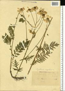 Tanacetum corymbosum subsp. corymbosum, Eastern Europe, West Ukrainian region (E13) (Ukraine)