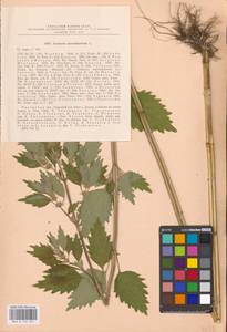 MHA 0 154 651, Chaiturus marrubiastrum (L.) Ehrh. ex Rchb., Eastern Europe, Central region (E4) (Russia)