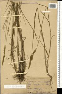 Agropyron fragile (Roth) P.Candargy, Caucasus, Dagestan (K2) (Russia)