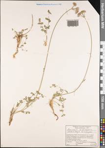Semenovia dissectifolia Ukrainsk. & Kljuykov, Middle Asia, Pamir & Pamiro-Alai (M2) (Tajikistan)