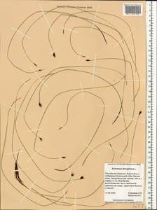 Schoenus ferrugineus L., Eastern Europe, Northern region (E1) (Russia)