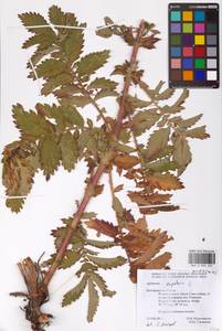 Agrimonia eupatoria L., Eastern Europe, Central forest-and-steppe region (E6) (Russia)