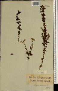 Hippia frutescens (L.) L., Africa (AFR) (South Africa)
