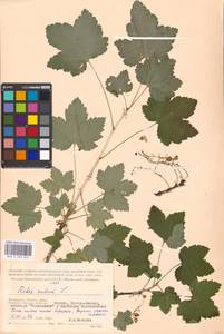 Ribes rubrum L., Eastern Europe, Moscow region (E4a) (Russia)